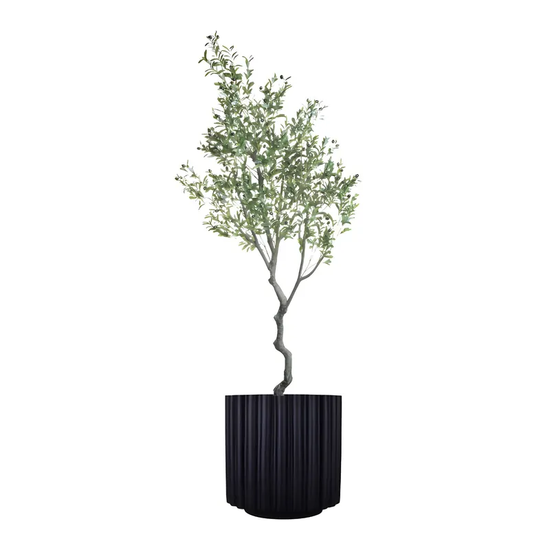 8' Majestic Olive Tree - Modani Furniture