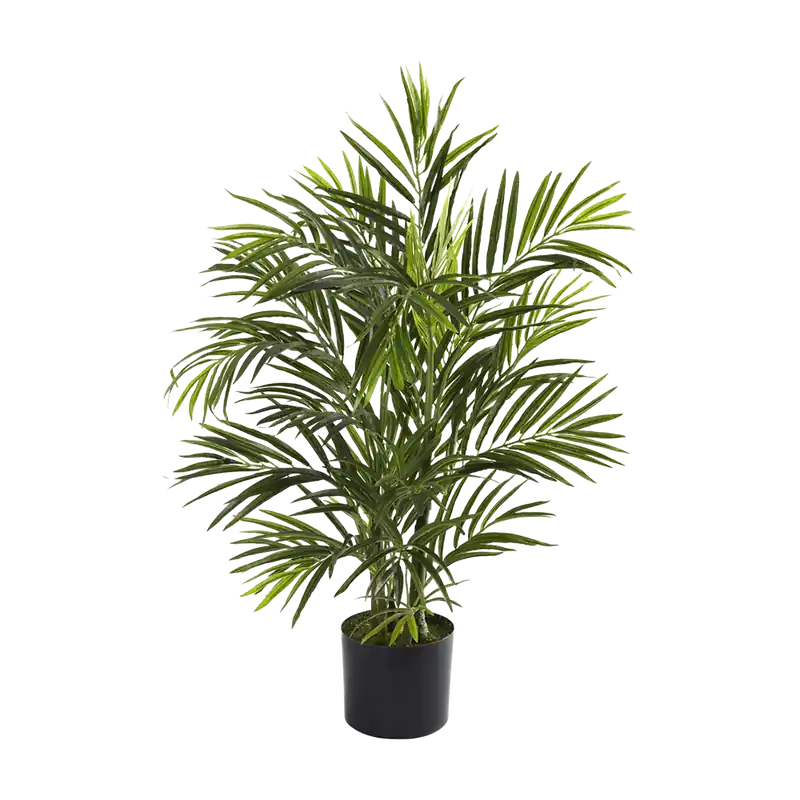 2.5 ft. Breeze Grove Palm - 401Nearly