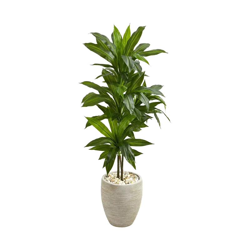 4 ft. Verdana Clay Dracaena with Sand Colored Planter - 401Nearly