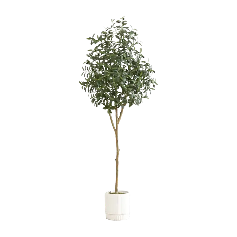 6 ft. Tuscan Still Olive Tree - 401Nearly