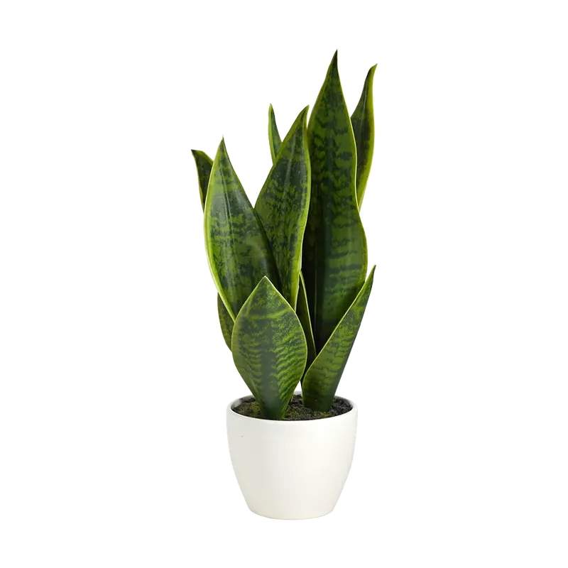 16" Verde Blade Plant - 401Nearly