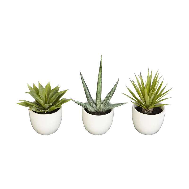 Desert Succulent Trio - 401Nearly
