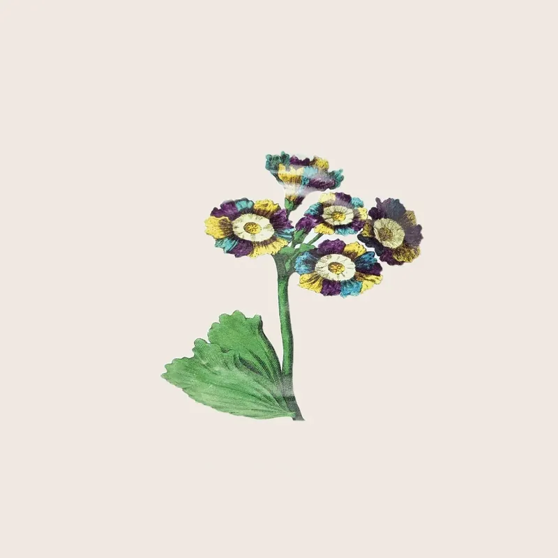 Auricula Soup Plate - Astier de Villatte Sarl