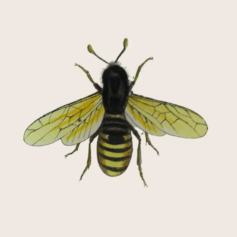 Bee 3 Round Plate - John Derian