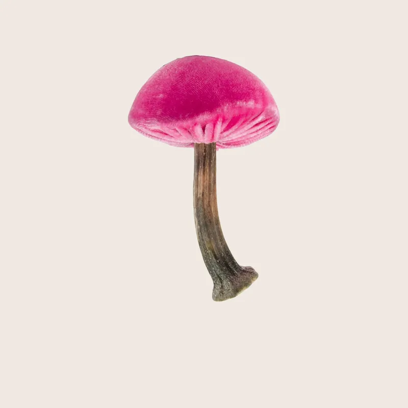 Small Velvet Mushroom - Hot Skwash