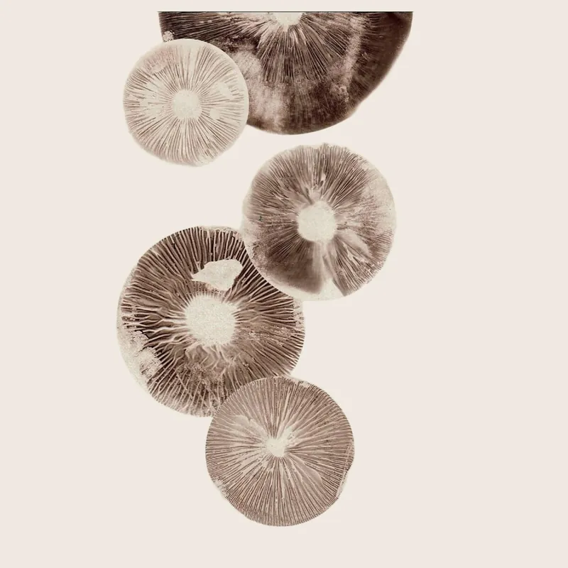 Pernille Folcarelli - Mushroom - 6 Cream