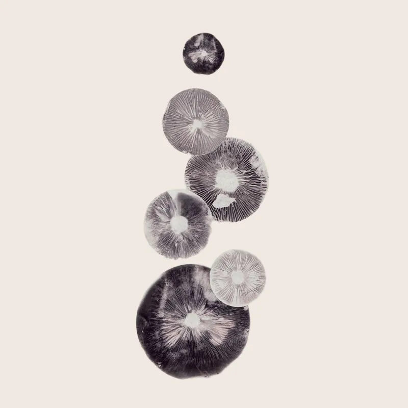 Pernille Folcarelli - Mushroom - 4 Grey