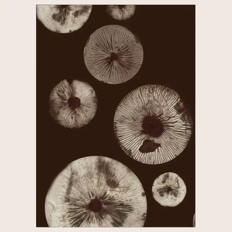 Pernille Folcarelli - Mushroom - 5 Chocolate
