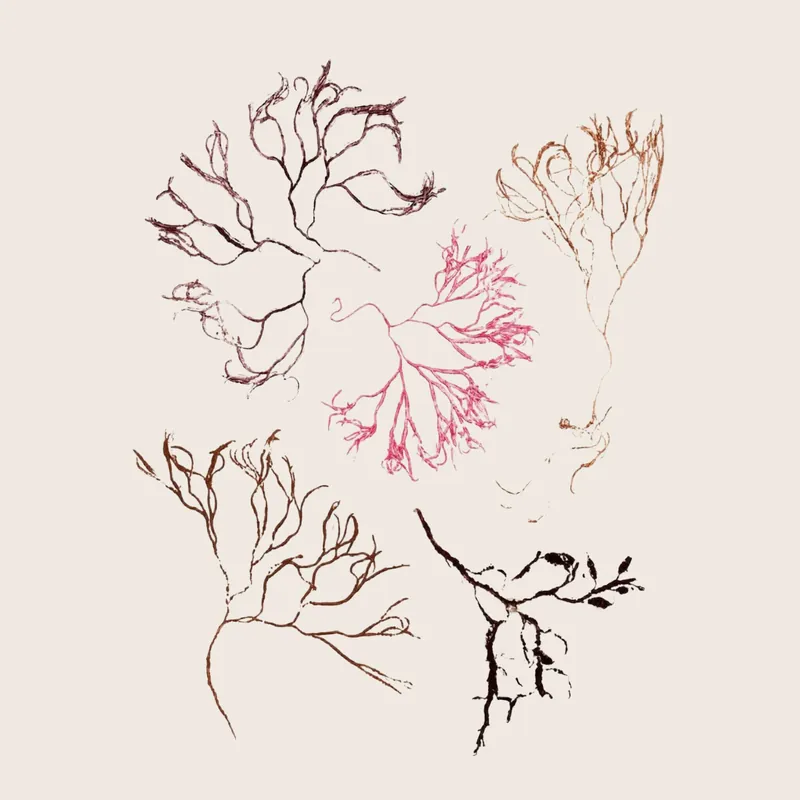 Pernille Folcarelli - Algae Multi