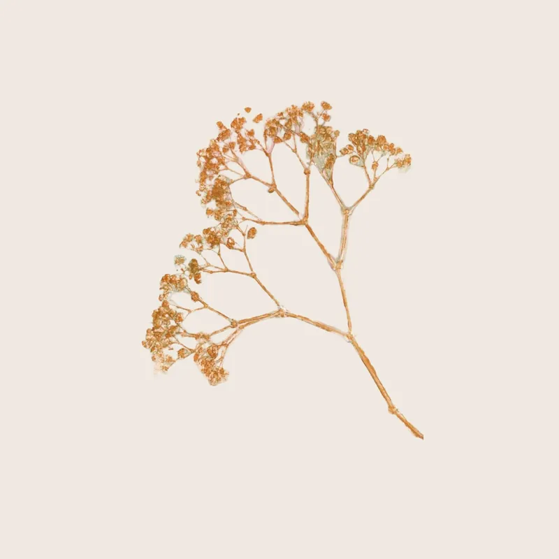 Pernille Folcarelli - Gypso - Ochre