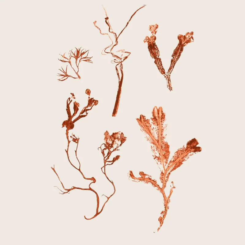 Pernille Folcarelli - Herbs & Seaweed - Rust