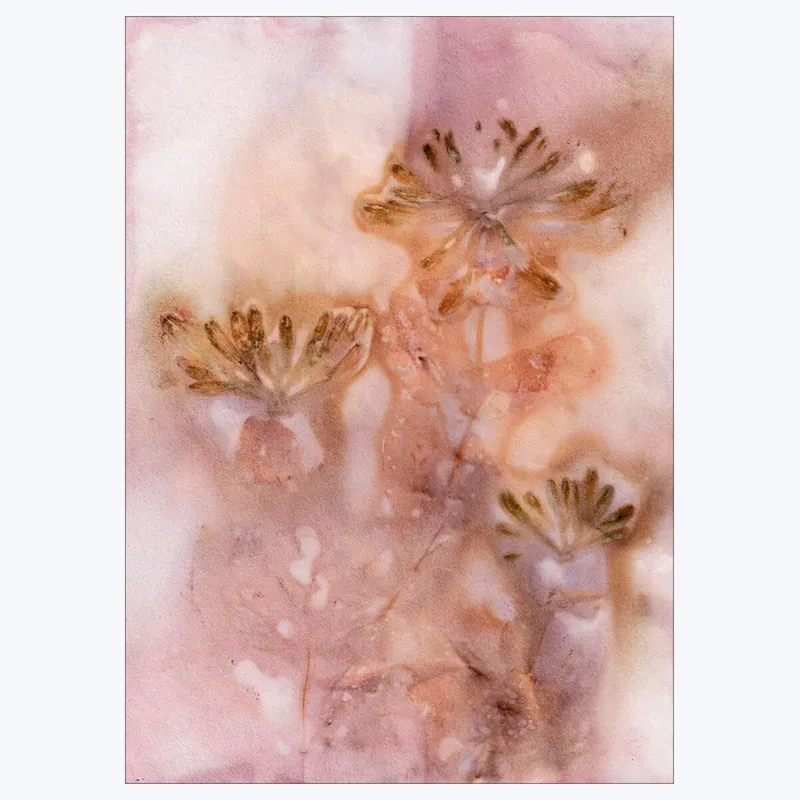 Pernille Folcarelli - Honeysuckle 2 Golden Rose