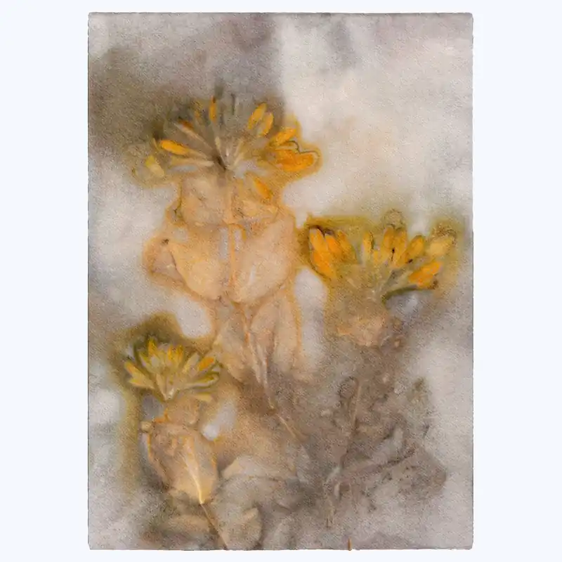Pernille Folcarelli - Honeysuckle 1 Saffron/Taupe