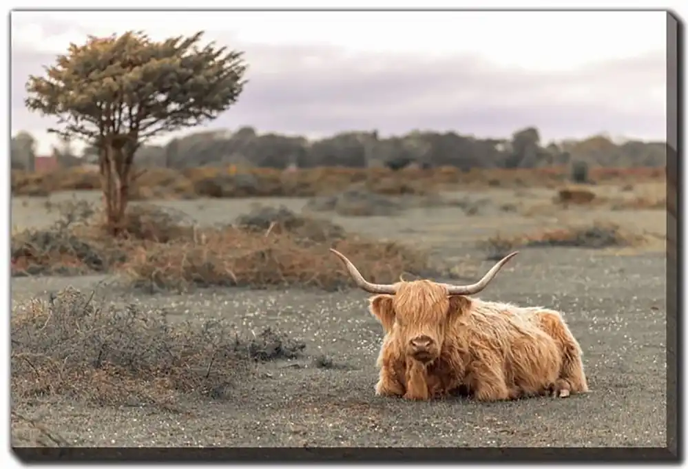 Streamline Art Highland Cow II 30 X 45 Canvas
